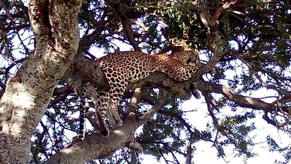 Leopard Safari Holidays UK - Experience Leopards in their natural surroundings for a perfect Luxury Honeymoon
